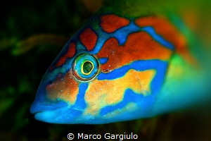 Thalassoma by Marco Gargiulo 